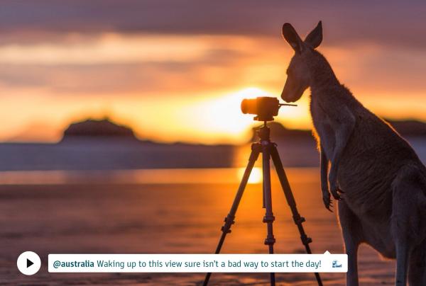 Kangaroo standing in front of a tripod on the beach at sunset, Cape Hillsborough National Park, Queensland © Matt Glastonbury/Tourism and Events Queensland