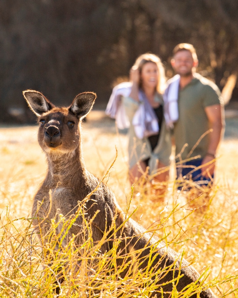 A kangaroo standing in the foreground, while a couple in the background watch on, Sea Dragon Lodge and Villas, Kangaroo Island, South Australia © Tourism Australia