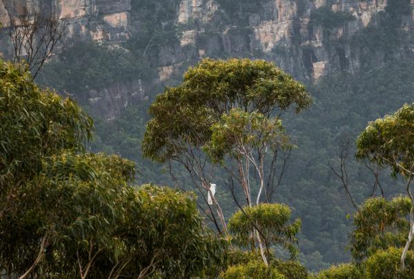 Furber Steps, Blue Mountains, New South Wales © Destination NSW