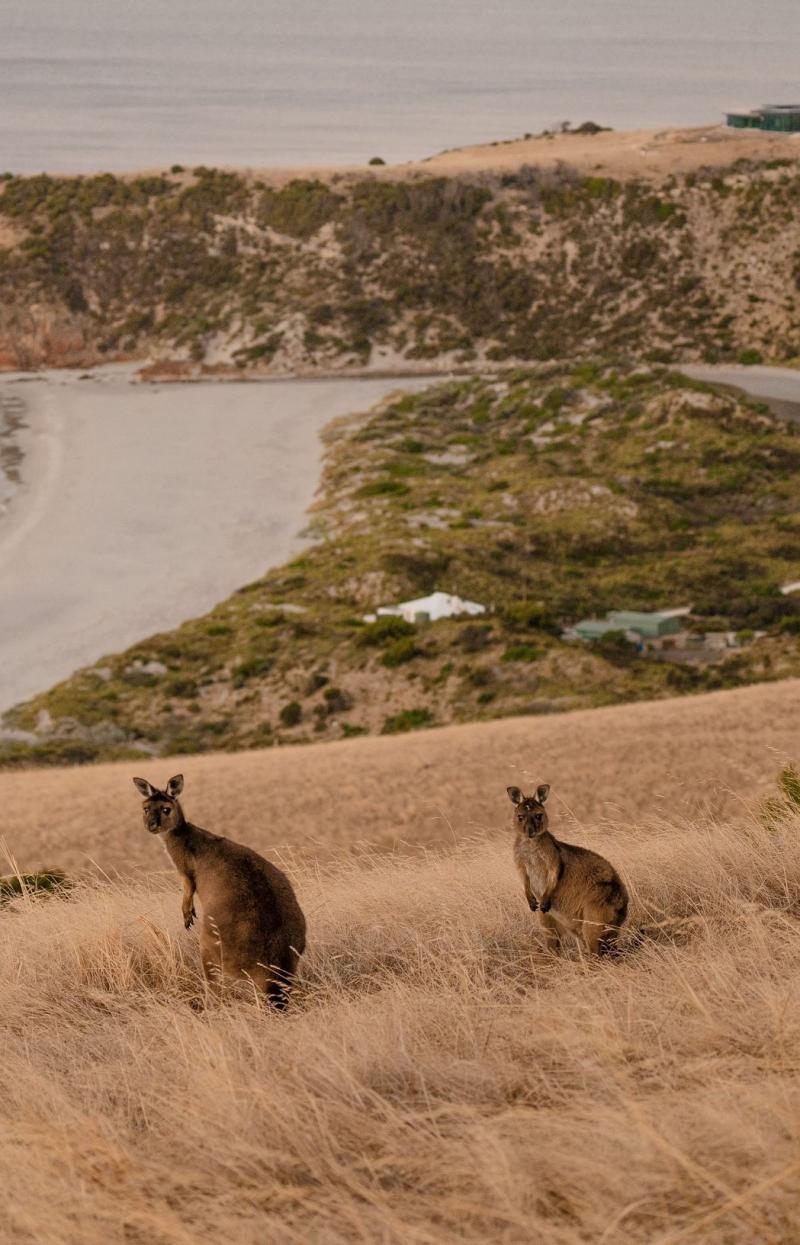 Two kangaroos stand atop a gentle hill, silhouetted against the golden hues of dusk, Kangaroo Island, South Australia © Tourism Australia