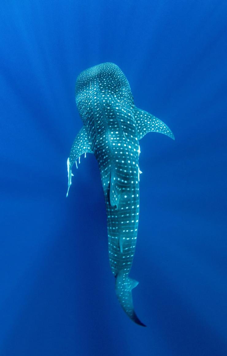Aerial view of a whale shark swimming in the blue waters of Ningaloo Marine Park in Exmouth, Western Australia © Exmouth Dive and Whalesharks Ningaloo